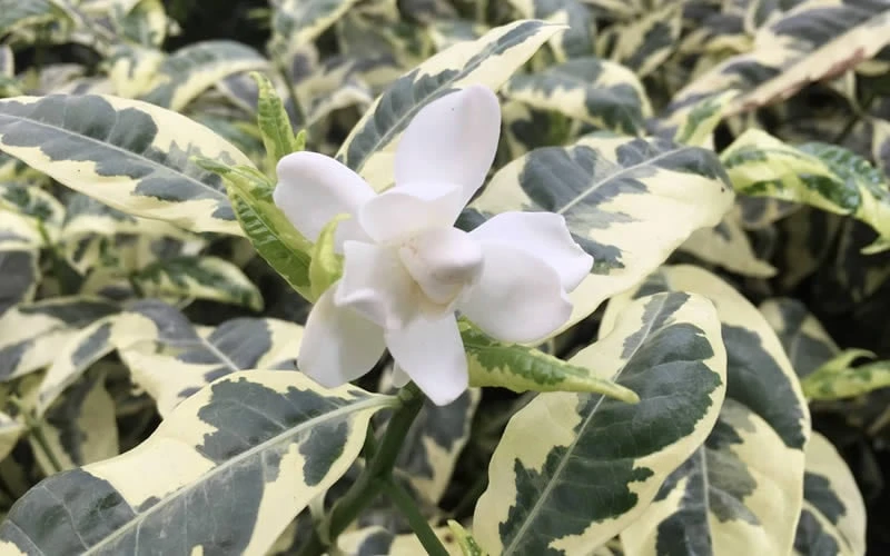 Variegated August Beauty Gardenia - 3 Gallon Pot - Image 4