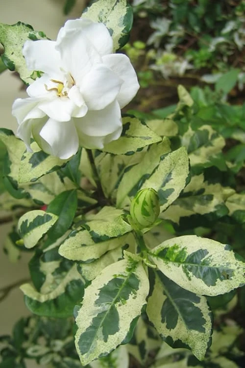 Variegated August Beauty Gardenia - 3 Gallon Pot