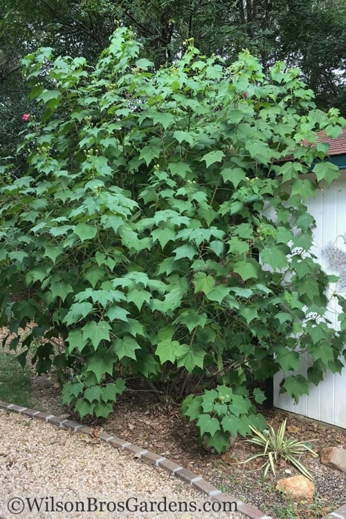 Confederate Rose Hibiscus (Rose Mallow) - 3 Pack Of Quart Pots - Image 4