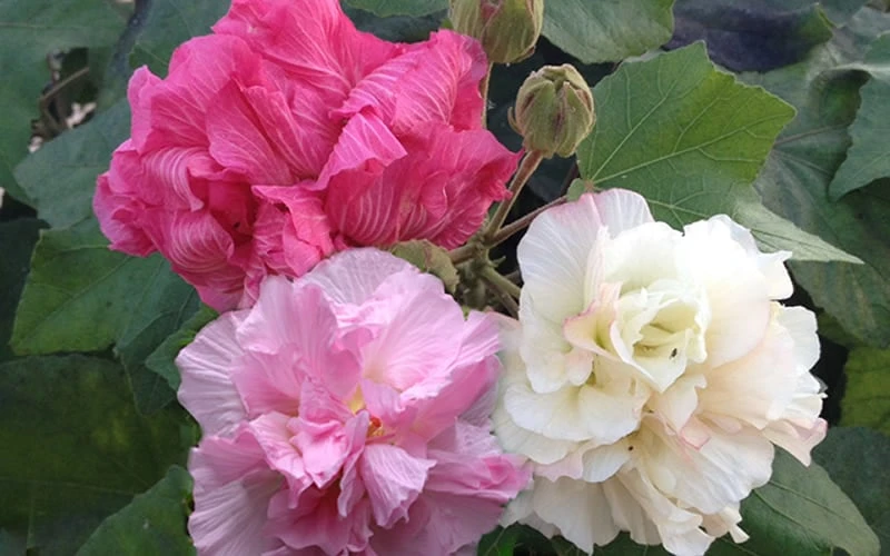 Confederate Rose Hibiscus (Rose Mallow) - 3 Pack Of Quart Pots - Image 6