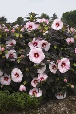 Summerific Perfect Storm Hibiscus (Rose Mallow) - 1 Gallon Pot