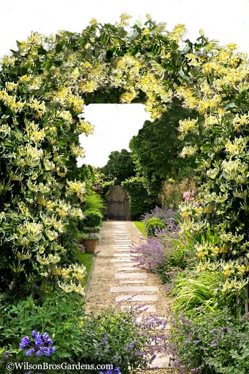 Scentsation Fragrant Yellow Honeysuckle - Lonicera Periclymenum - 1 Gallon Pot - Image 6