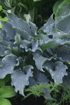 Waterslide Hosta Lily - 1 Gallon Pot