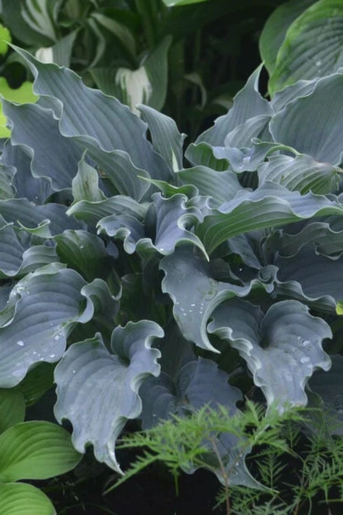 Waterslide Hosta Lily - 1 Gallon Pot