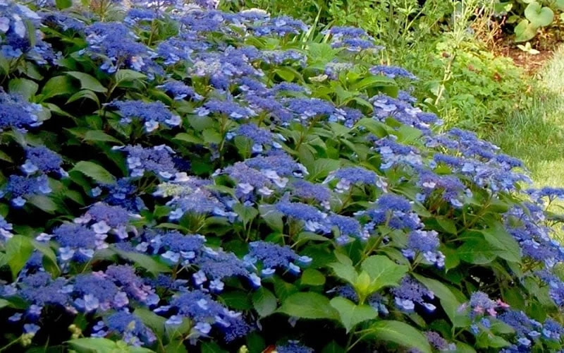 Bluebird Hydrangea - 1 Gallon Pot - Image 4