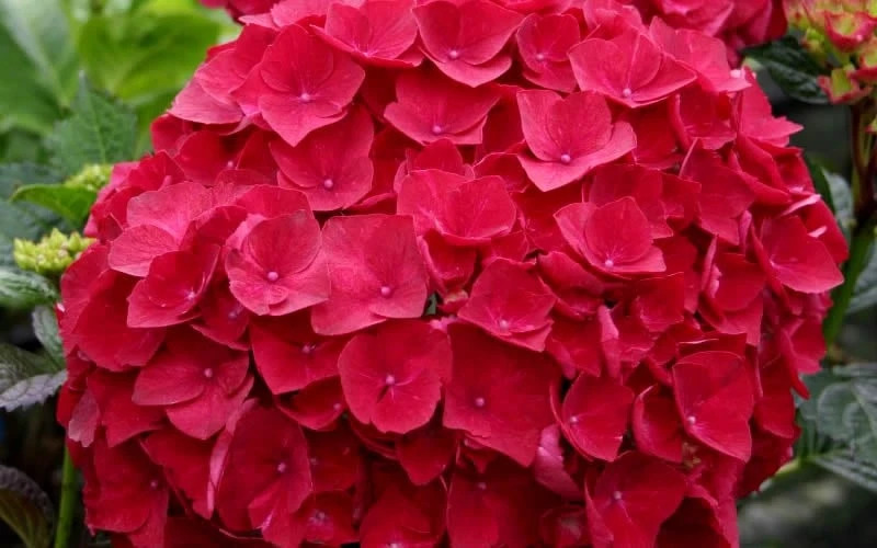 Cardinal Red Hydrangea - 6 Pack Of 1 Gallon Pots - Image 4