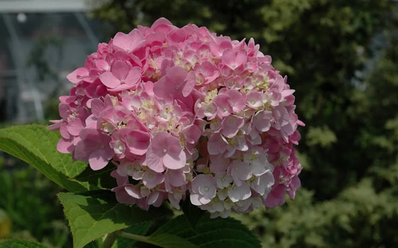 Dear Dolores Hydrangea - 2 Gallon Pot - Image 6