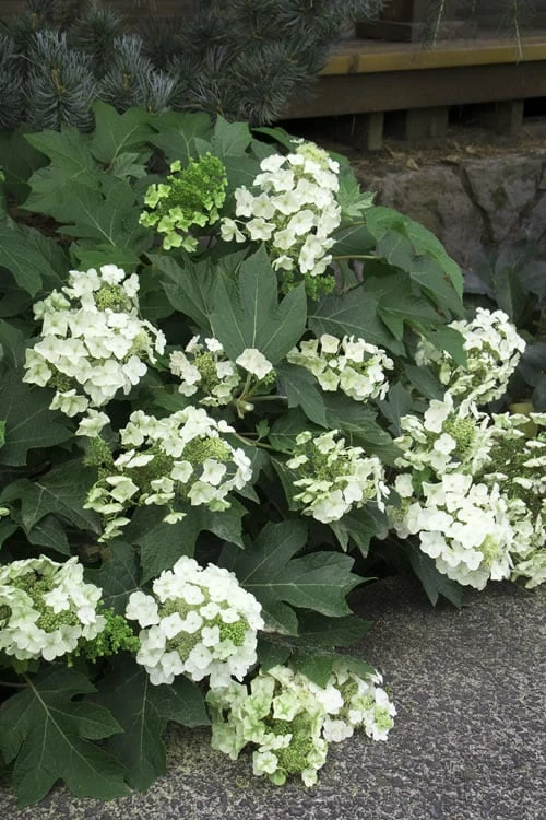 Pee Wee Dwarf Oakleaf Hydrangea - 1 Gallon Pot - Image 7