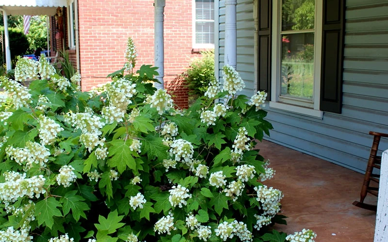 Pee Wee Dwarf Oakleaf Hydrangea - 1 Gallon Pot - Image 5
