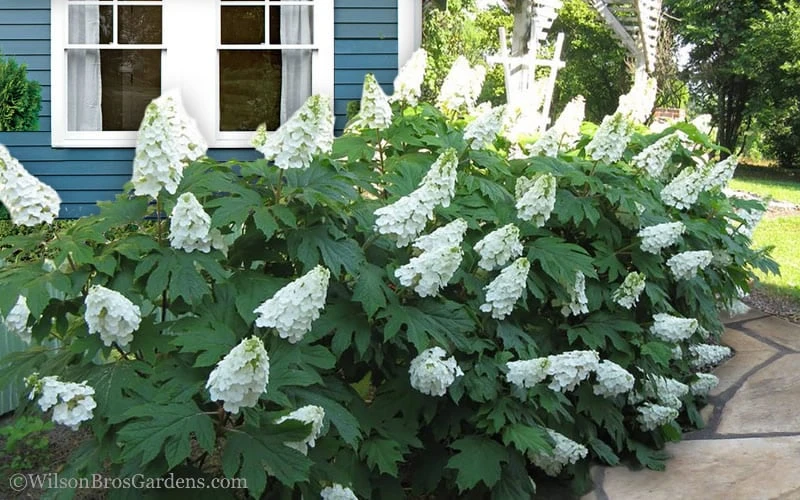 Snow Queen Oakleaf Hydrangea - 3 Gallon Pot - Image 4