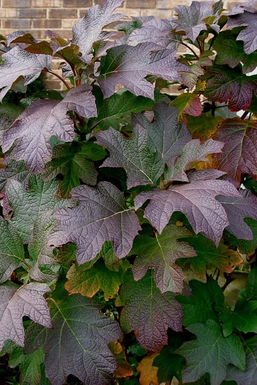 Snow Queen Oakleaf Hydrangea - 3 Gallon Pot - Image 6