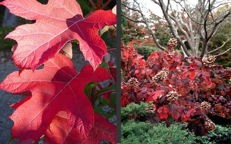 Semmes Beauty Oakleaf Hydrangea - 3 Gallon Pot - Image 5