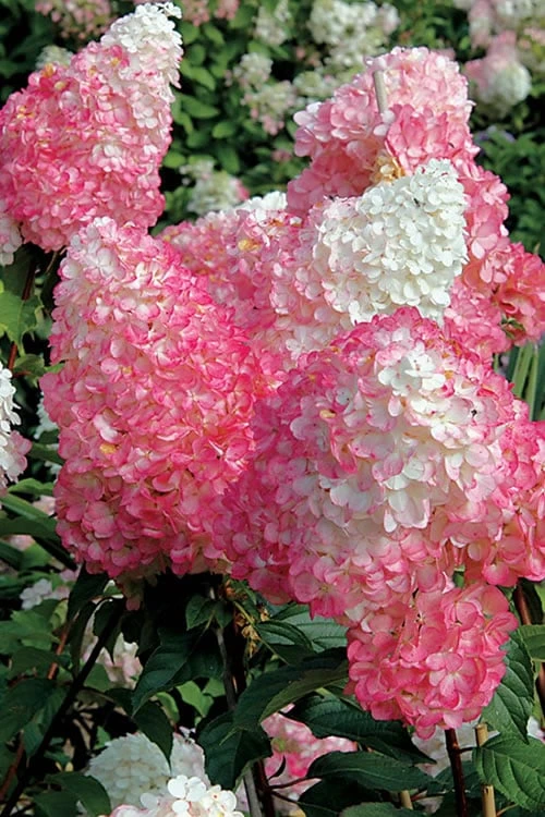 Vanilla Strawberry Hydrangea - 3 Gallon Pot - Image 6