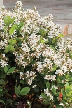 Spring Sonata Indian Hawthorne - 2 Gallon Pot