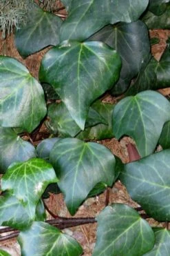 Algerian Ivy - Hedera Helix - 6 Pack Of Pint Pots