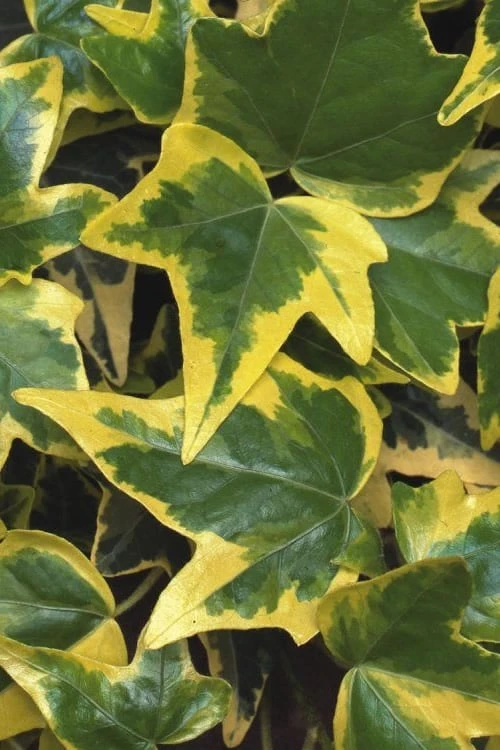 Gold Child Ivy (Hedera Helix) - 6 Pack Of Pint Pots - Image 4