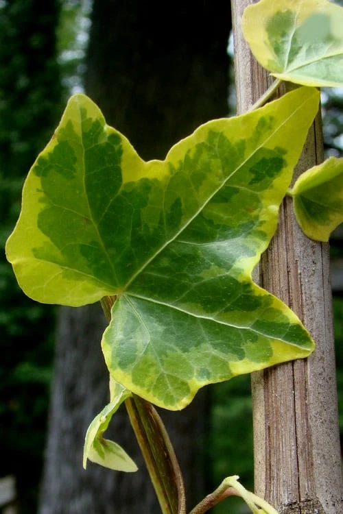 Gold Child Ivy (Hedera Helix) - 6 Pack Of Pint Pots - Image 6