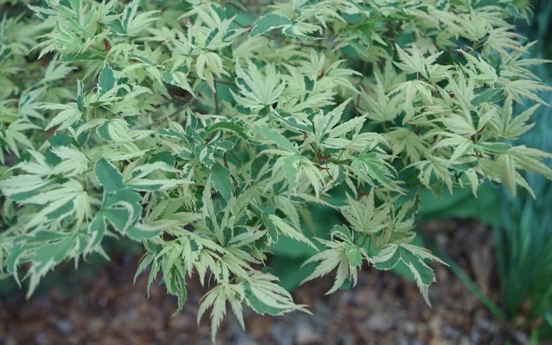 Butterfly Japanese Maple - 5 Gallon Pot - Image 7
