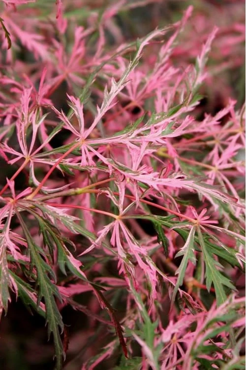 Hana Matoi Pink Leaf Japanese Maple - Acer Palmatum - 5 Gallon Pot - Image 4