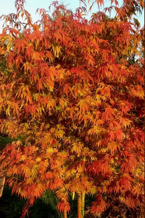 Orange Flame Japanese Maple - 1 Gallon Pot - Image 4