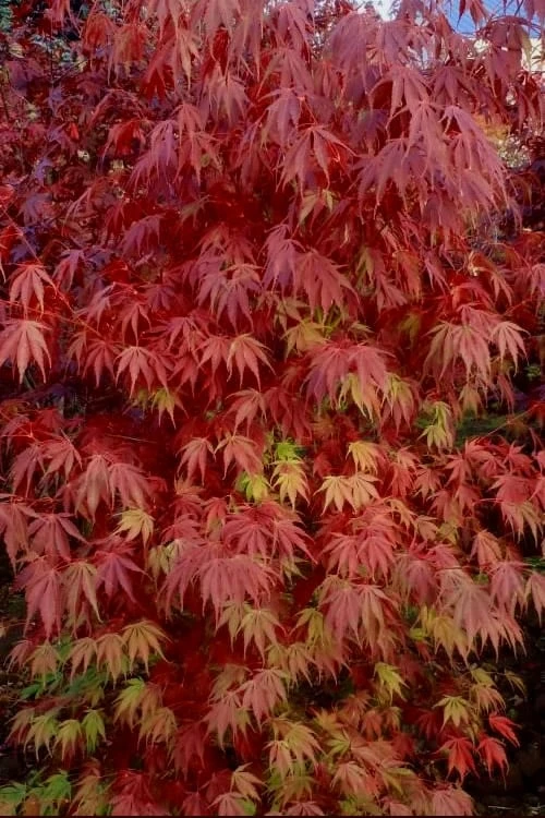 Orange Flame Japanese Maple - 1 Gallon Pot - Image 5