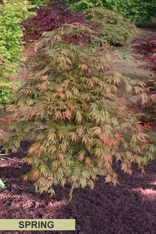 Orange Flame Japanese Maple - 1 Gallon Pot - Image 6