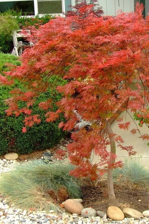 Orangeola Weeping Japanese Maple - 2 Gallon Pot - Image 4