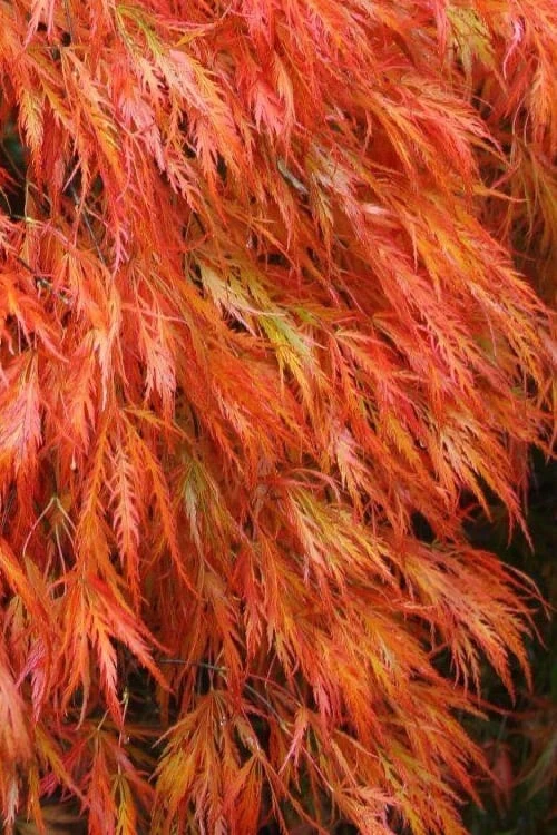 Orangeola Weeping Japanese Maple - 1 Gallon Pot (High Grafted Tree Form)