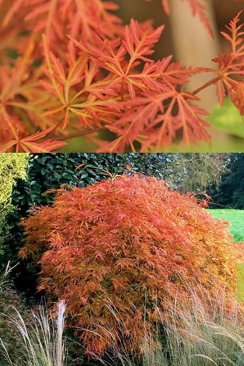 Orangeola Weeping Japanese Maple - 2 Gallon Pot - Image 5