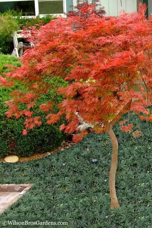 Orangeola Weeping Japanese Maple - 5 Gallon Pot (High Grafted Tree Form) - Image 4