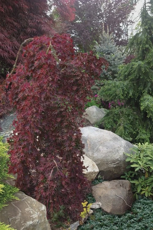 Ryusen Weeping Japanese Maple - 3 Gallon Pot - Image 5