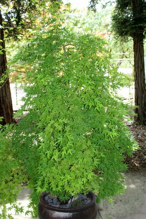 Ryusen Weeping Japanese Maple - 3 Gallon Pot - Image 8