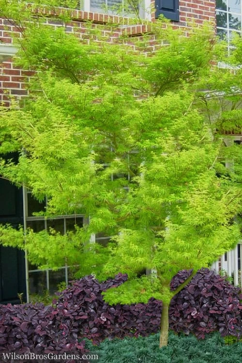 Seiryu Japanese Maple - 1 Gallon Pot - Image 6