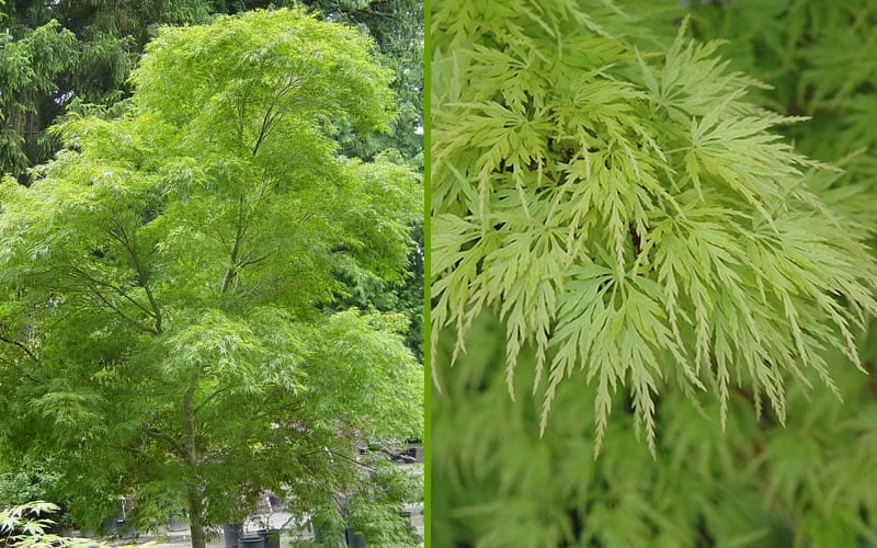 Seiryu Japanese Maple - 1 Gallon Pot - Image 8