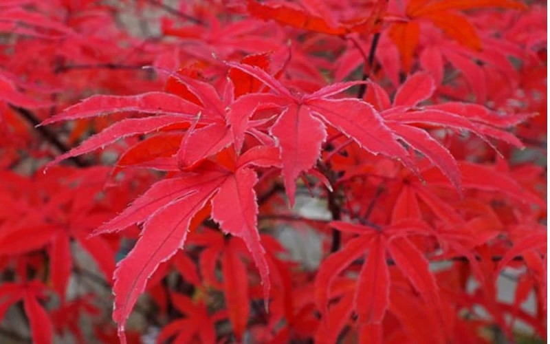 Shirazz Japanese Maple - 1 Gallon Pot - Image 7