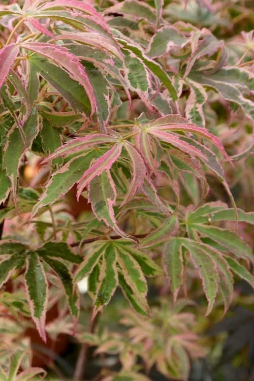 Shirazz Japanese Maple - 1 Gallon Pot - Image 6