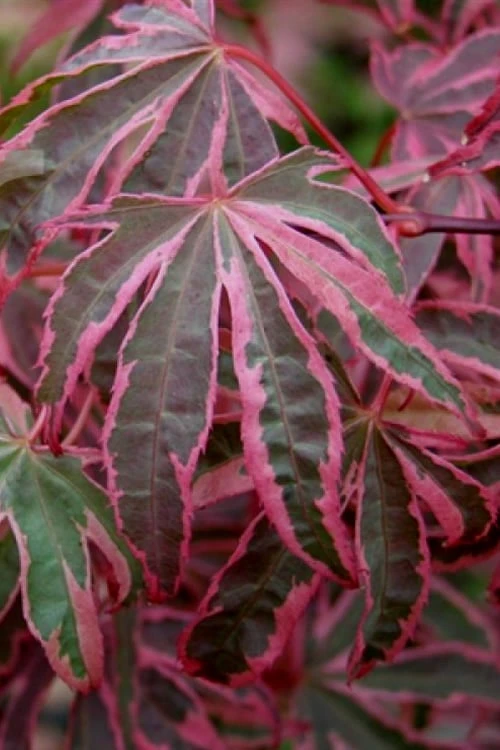 Shirazz Japanese Maple - 1 Gallon Pot - Image 5