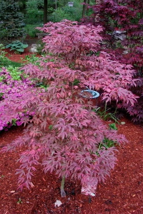Shirazz Japanese Maple - 1 Gallon Pot - Image 4