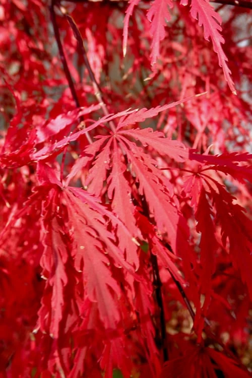 Tamukeyama Dwarf Red Japanese Maple - 1 Gallon Pot - Image 7