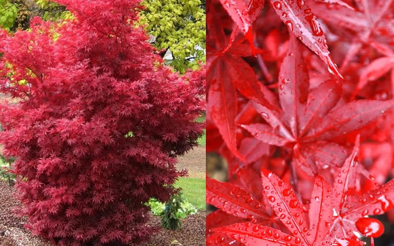 Twombly's Red Sentinel Japanese Maple - 2 Gallon Pot (3-4') - Image 7