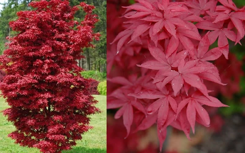 Twombly's Red Sentinel Japanese Maple - 2 Gallon Pot (3-4') - Image 5