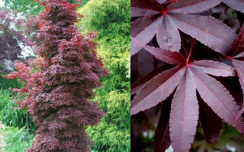 Twombly's Red Sentinel Japanese Maple - 2 Gallon Pot (3-4') - Image 6