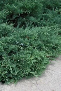 Blue Sargent Juniper - 3 Gallon Pot