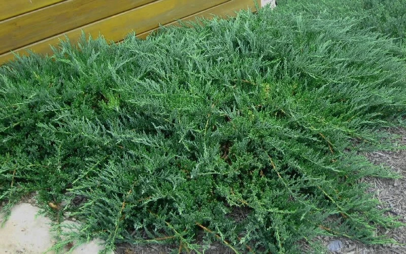 Blue Sargent Juniper - 3 Gallon Pot - Image 4