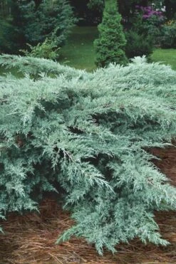 Grey Owl Juniper - 1 Gallon Pot