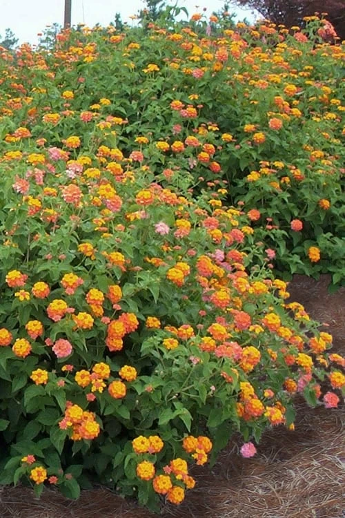 Miss Huff Hardy Lantana - 1 Gallon Pot - Image 4