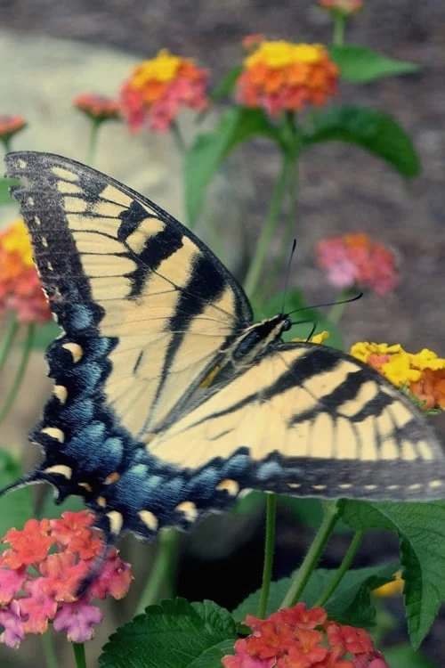 Miss Huff Hardy Lantana - 1 Gallon Pot - Image 5