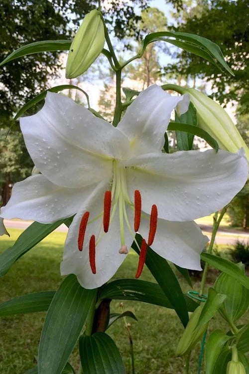 Casablanca Oriental Lily - 1 Gallon Pot - Image 4
