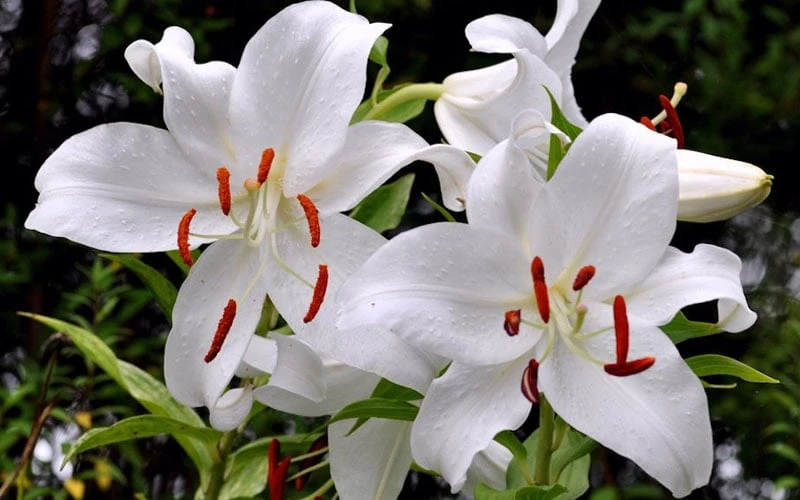 Casablanca Oriental Lily - 1 Gallon Pot - Image 5