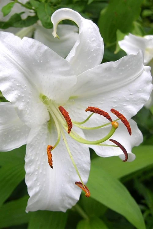 Casablanca Oriental Lily - 1 Gallon Pot